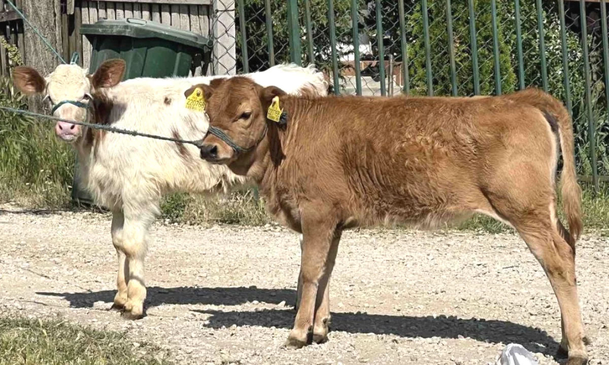 🐄🔥 SHITEN 2 MESHTERRA 3 MUAJSHE 
