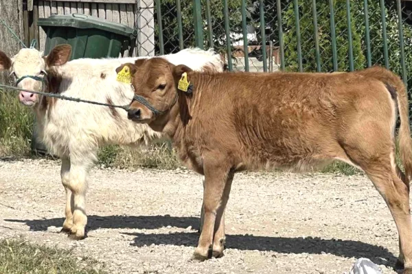 Animals and birds in Pristina - 1,350 Euro