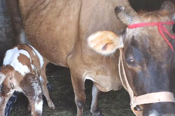 🐄🔥 SHITET LOPE