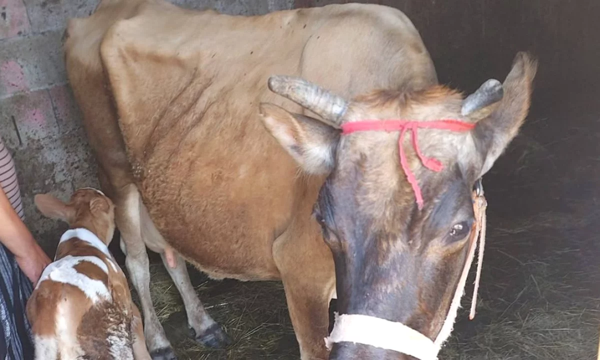 🐄🔥 SHITET LOPE