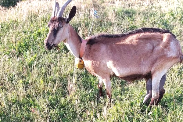 🐐🔥 SHITEN DHI TE SHENDETSHME