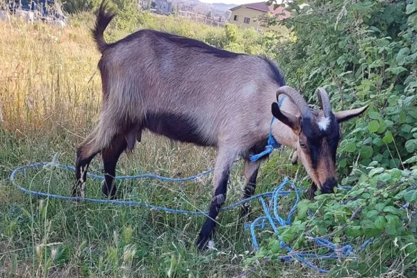 Kafshe e shpende ne Tirane - 30,000 Leke