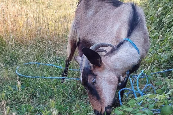 🐐🔥 SHITEN DHI TE SHENDETSHME