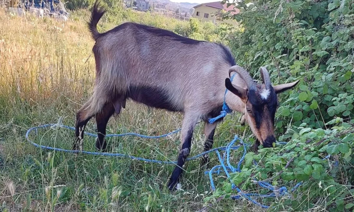 🐐🔥 SHITEN DHI TE SHENDETSHME