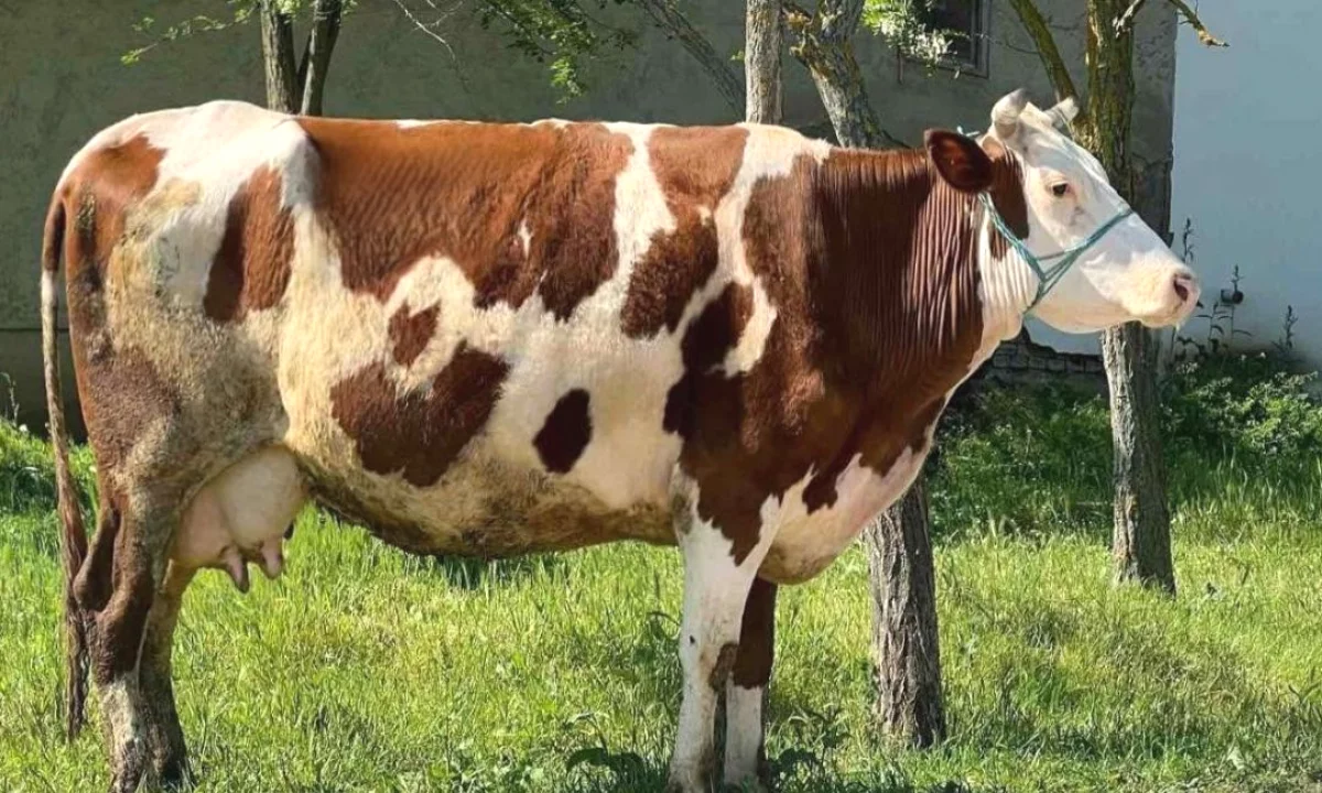 🐄🔥 SHITET LOPE SHTERRPE – 12 LITRA QUMESHT NE DITE | ME GARANCI