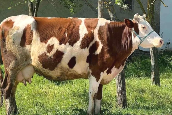 Kafshe e shpende ne Prishtine - 1,350 Euro