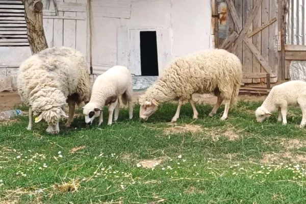 🐑🔥 Shiten 2 dele me qengja 