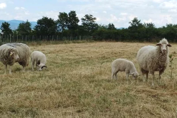 🐑🔥 Shiten 2 dele me qengja 
