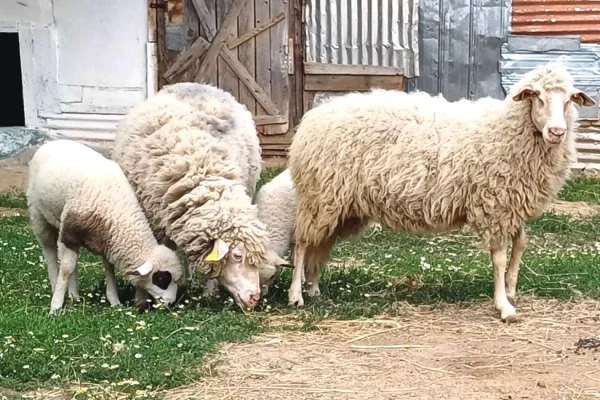 🐑🔥 Shiten 2 dele me qengja 