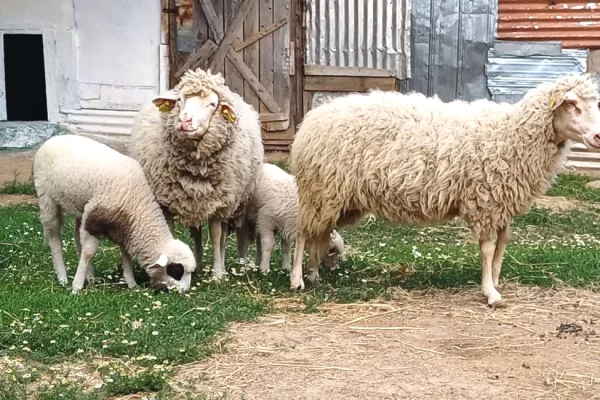 Kafshe e shpende ne Prishtine - 630 Euro