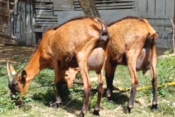 🐐🌟 Shiten 2 Dhi Alpine