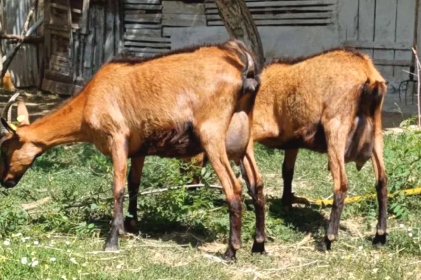 🐐🌟 Shiten 2 Dhi Alpine