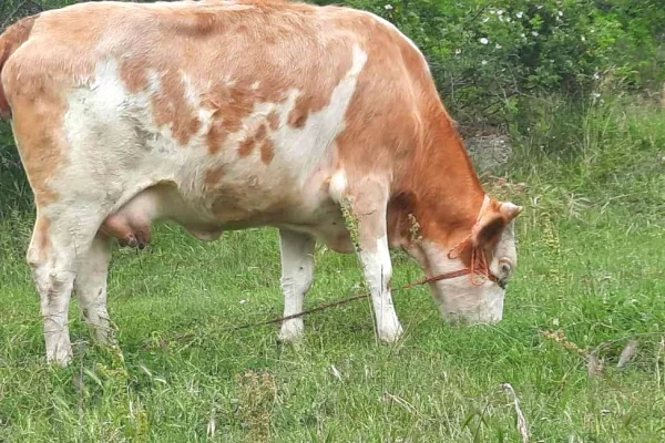 Kafshe e shpende ne Prishtine - 1,200 Euro