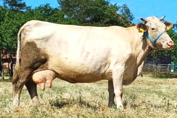 🐄 Shitet Lope Qumeshtore – 15 Litra Qumesht ne Dite 🐄
