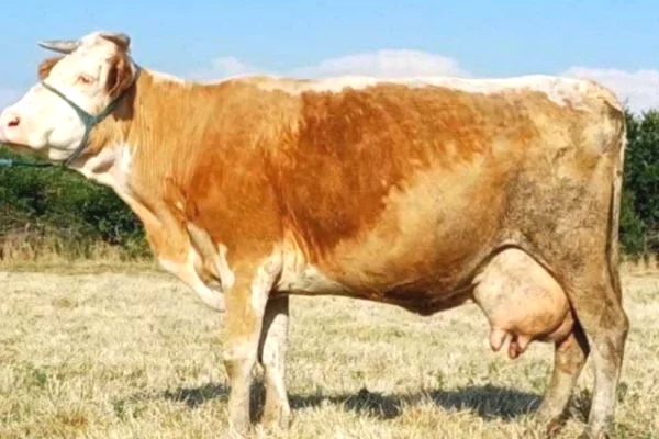 Kafshe e shpende ne Prishtine - 1,100 Euro