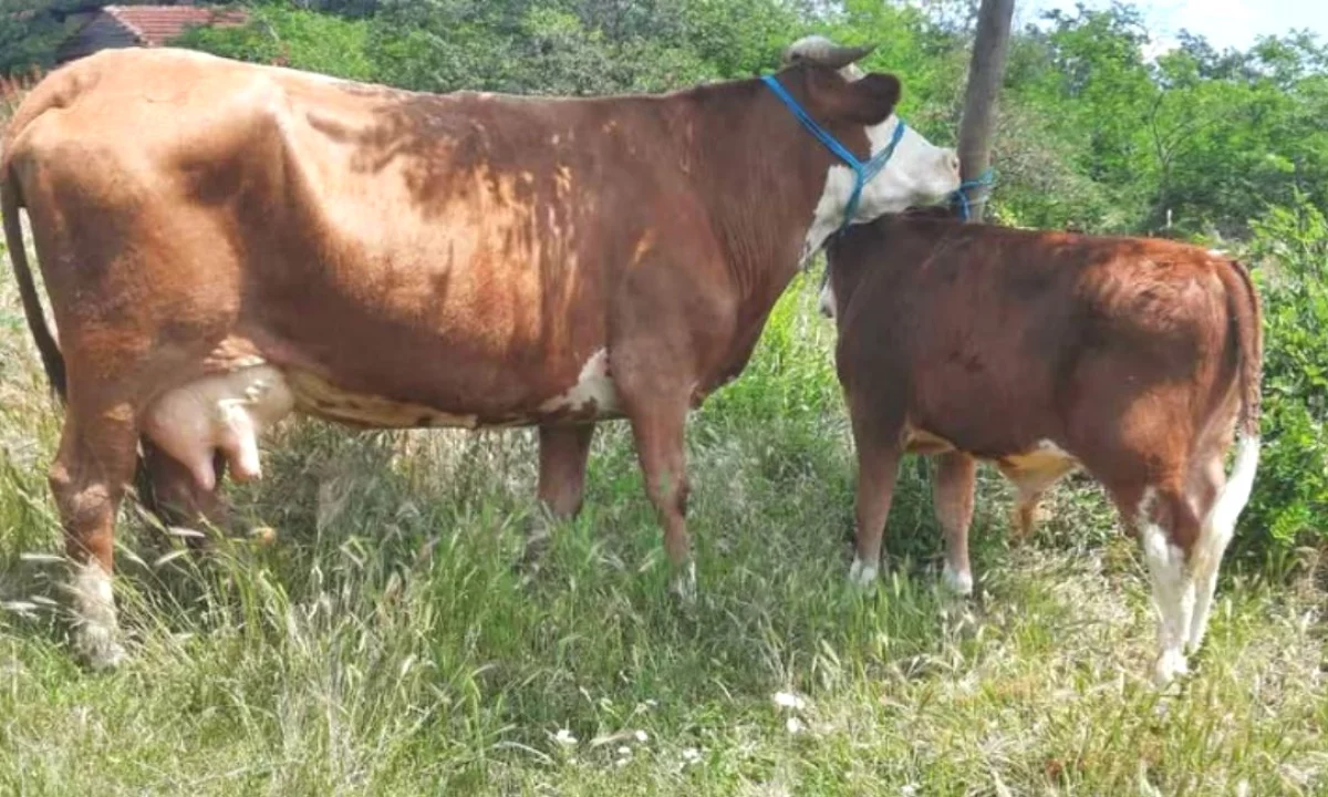 🐄 Shitet Lope me Vic Mashkull