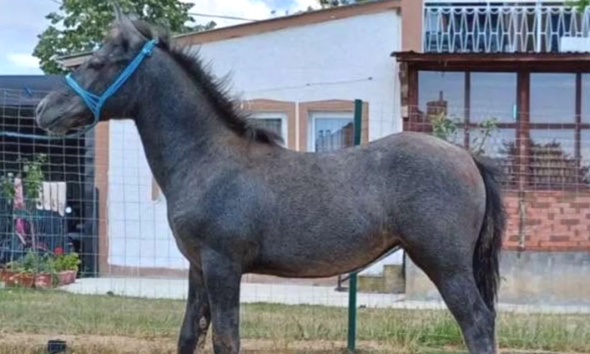 🐎 Shitet Maz 6 Muajsh  🐎