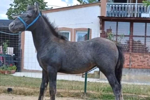 🐎 Shitet Maz 6 Muajsh  🐎