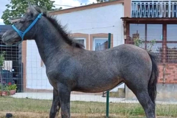 Animals and birds in Pristina - 450 Euro