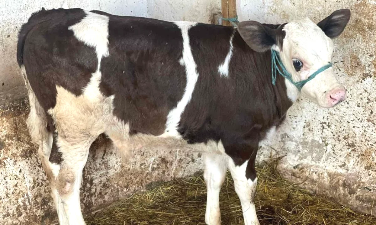 🐄 Shitet Vic Mashkull 1 Muajsh