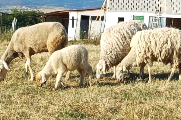 Animals and birds in Pristina - 750 Euro