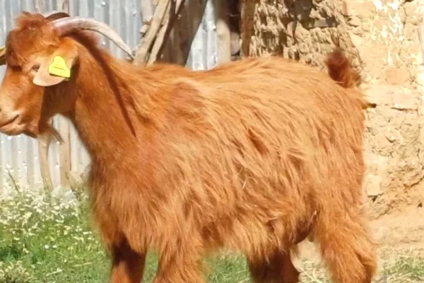 🐐 Shiten 2 Keca Meshkuj – Te Shendetshem dhe Cilesore 🐐
