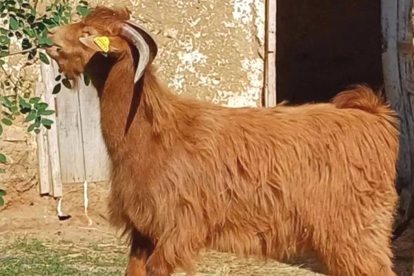🐐 Shiten 2 Keca Meshkuj – Te Shendetshem dhe Cilesore 🐐
