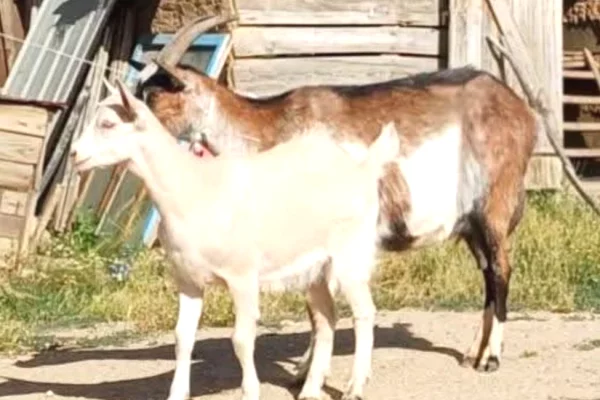🐐 Shitet Dhi me Kec – 3 Litra Qumesht ne Dite 🐐