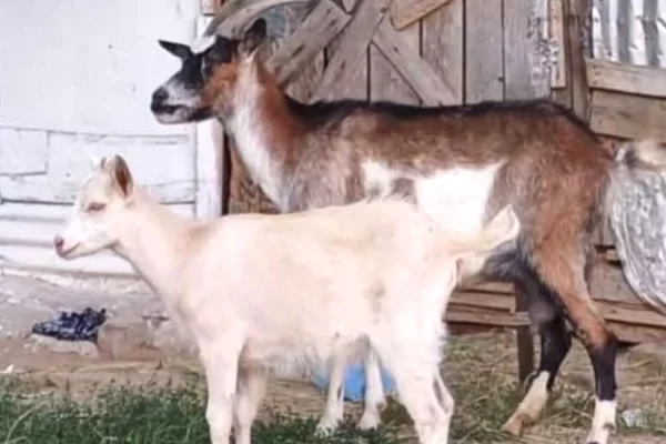 🐐 Shitet Dhi me Kec – 3 Litra Qumesht ne Dite 🐐