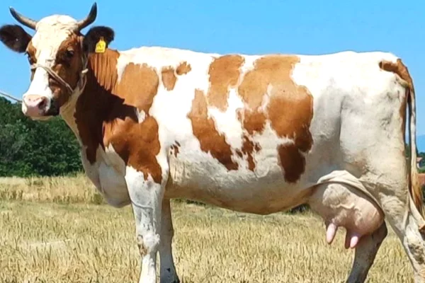 🐄 Shiten 2 Lope Simentale – 15 Litra Qumesht ne Dite Secila 🐄
