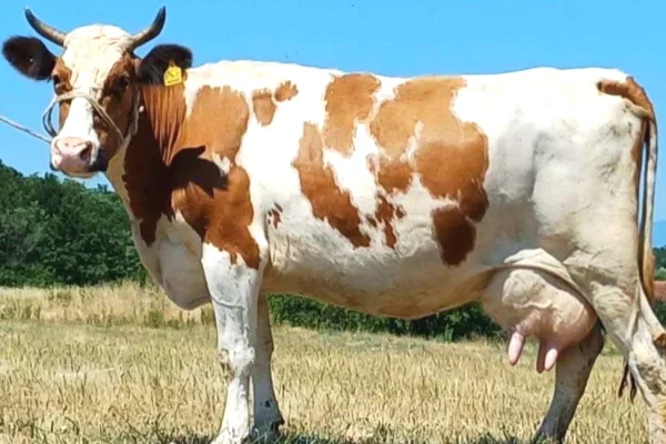 🐄 Shiten 2 Lope Simentale – 15 Litra Qumesht ne Dite Secila 🐄