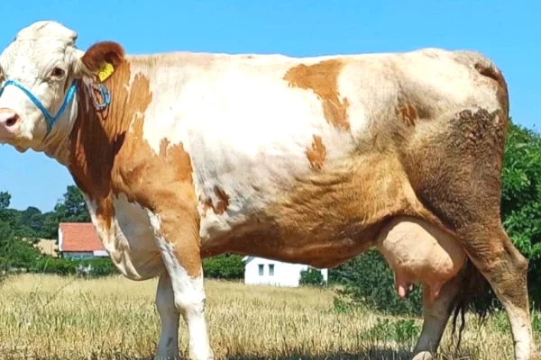 🐄 Shiten 2 Lope Simentale – 15 Litra Qumesht ne Dite Secila 🐄