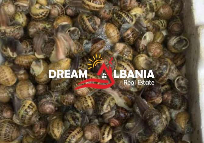 OKAZION Biznes ferme kermilli ne shitje ne afersi te Vile Bashtoves ne Kavaje (ID 4191048)