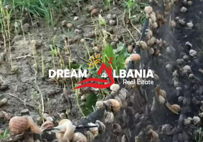 OKAZION Biznes ferme kermilli ne shitje ne afersi te Vile Bashtoves ne Kavaje (ID 4191048)