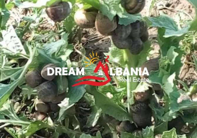 OKAZION Biznes ferme kermilli ne shitje ne afersi te Vile Bashtoves ne Kavaje (ID 4191048)