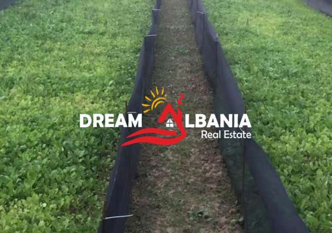 Business Property in Sale 6+1 in Kavaja - 28,000 Euro