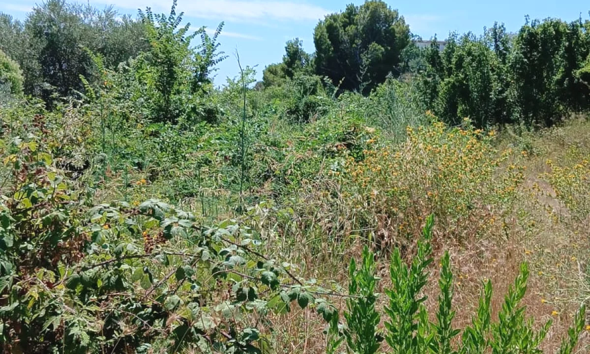 SHITET TOKE 1800 m2 ,Shetaj,Mulliri i vjeter,KEPI I RODONIT
