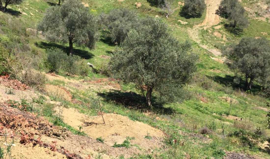 ⚡VINI RE⚡🌳SHITET ULLISHTE🌳