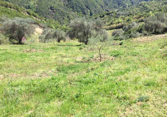 Truall ose Toke ne Tirane - 0 Leke