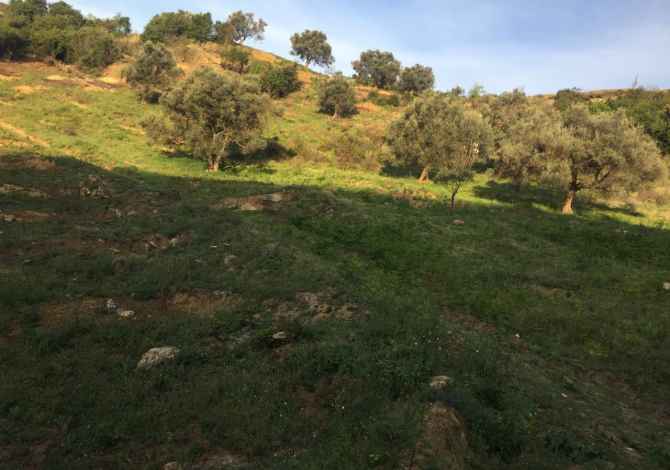 Truall ose Toke ne Tirane - 0 Leke