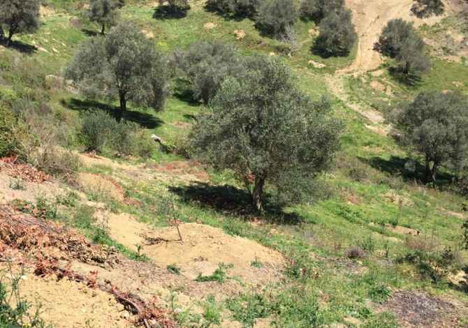 Truall ose Toke ne Tirane - 0 Leke