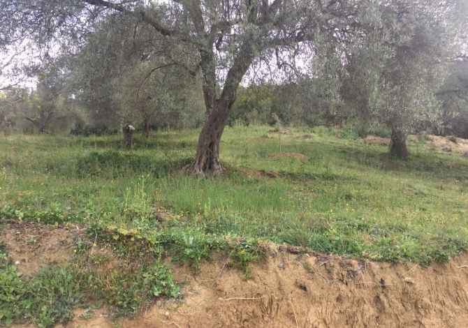 ⚡VINI RE⚡🌳SHITET ULLISHTE🌳