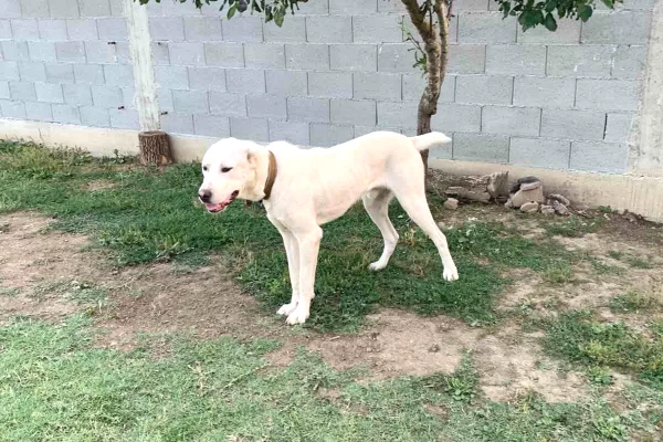Animals and birds in Gjakova - 500 Euro