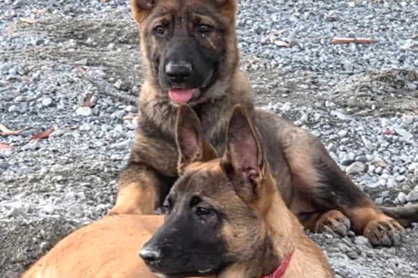Trajnim Profesional per Qen – Elite K9 Solutions