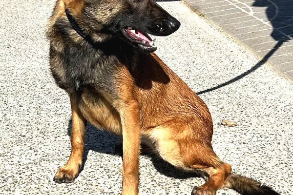 Trajnim Profesional per Qen – Elite K9 Solutions