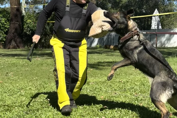 Trajnim Profesional per Qen – Elite K9 Solutions