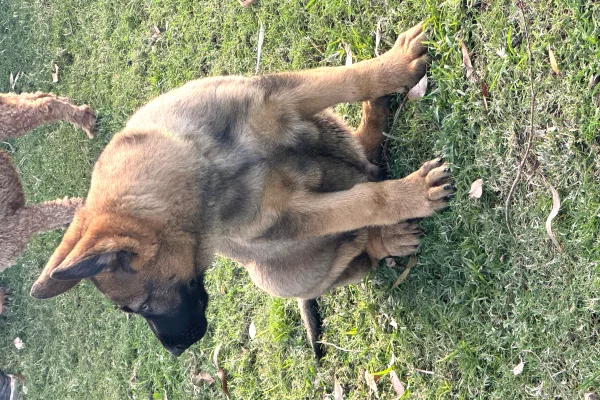 Trajnim Profesional per Qen – Elite K9 Solutions