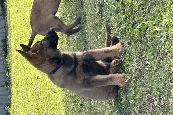 Trajnim Profesional per Qen – Elite K9 Solutions