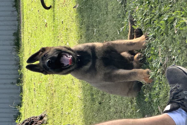 Trajnim Profesional per Qen – Elite K9 Solutions