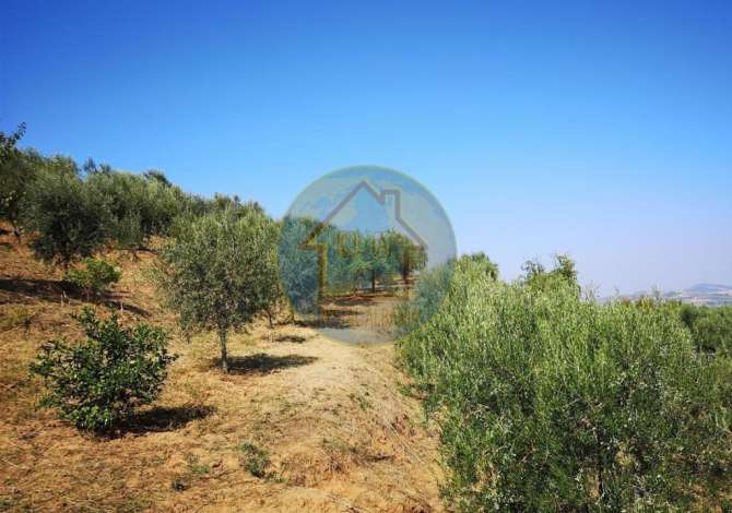Truall ose Toke ne Lushnje - 69,000 Euro
